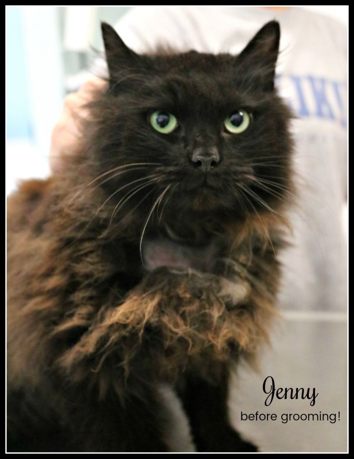 Jenny 6