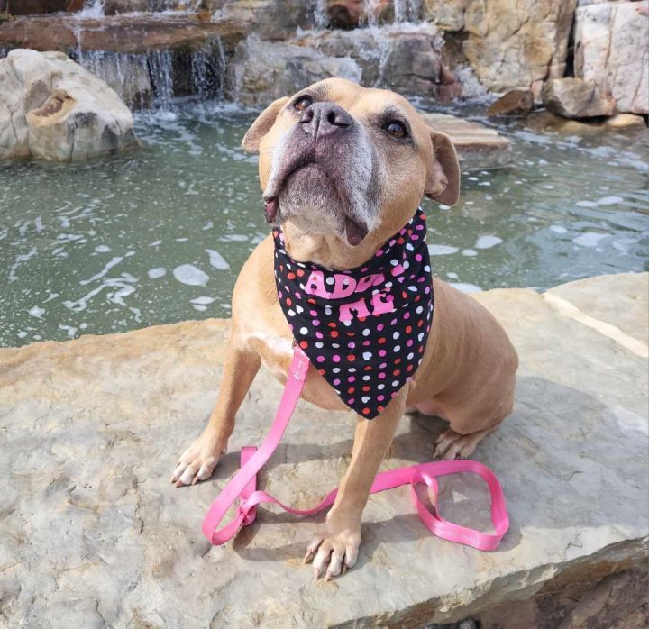 IvyAnne, an adoptable American Staffordshire Terrier Mix in Charlotte, NC_image-2