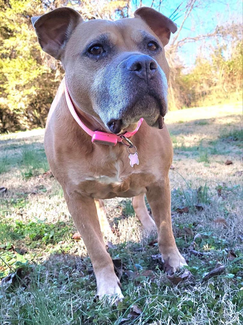 IvyAnne, an adoptable American Staffordshire Terrier in Charlotte, NC, 28215 | Photo Image 1