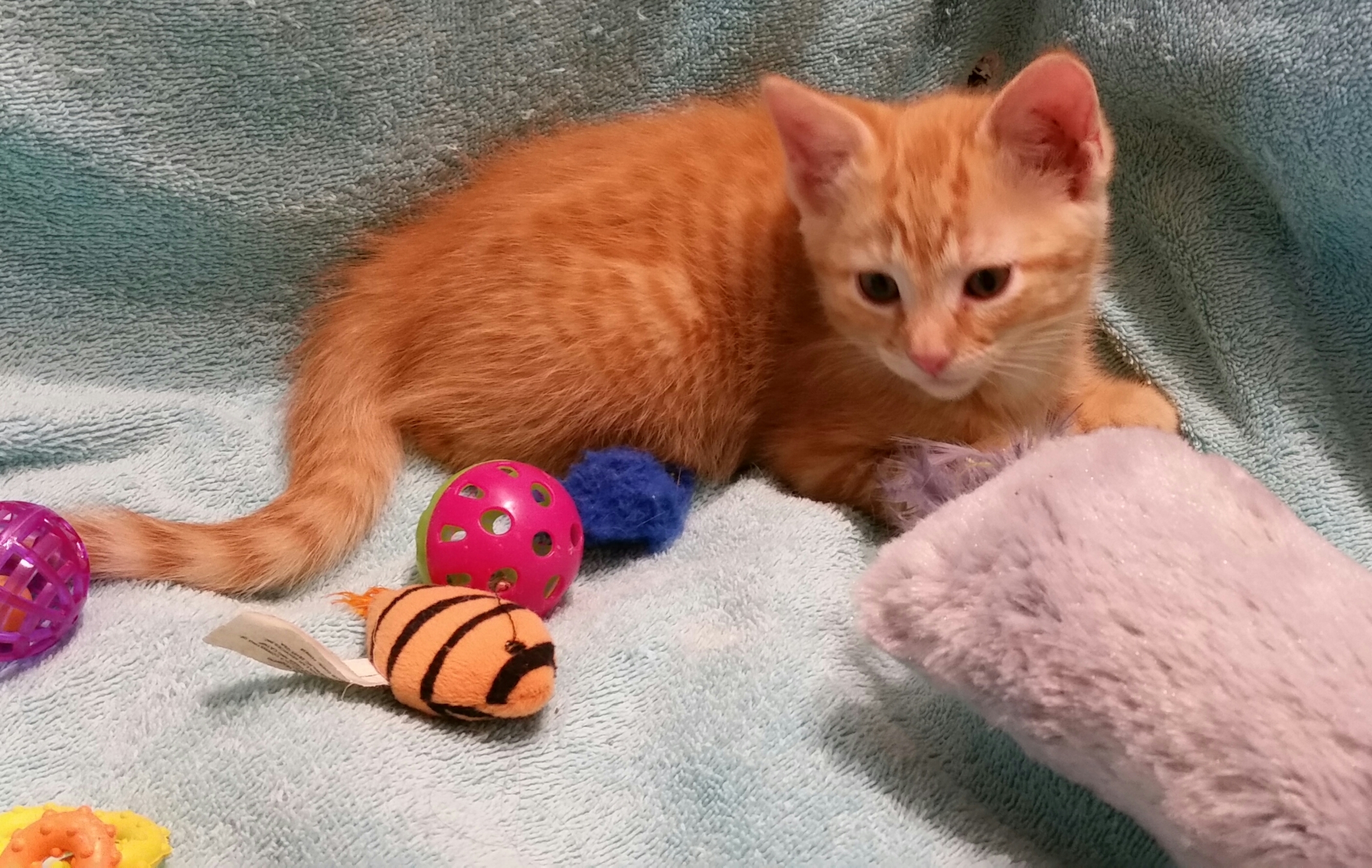 OSCAR, an adoptable Maine Coon in Sardinia, OH, 45171 | Photo Image 3