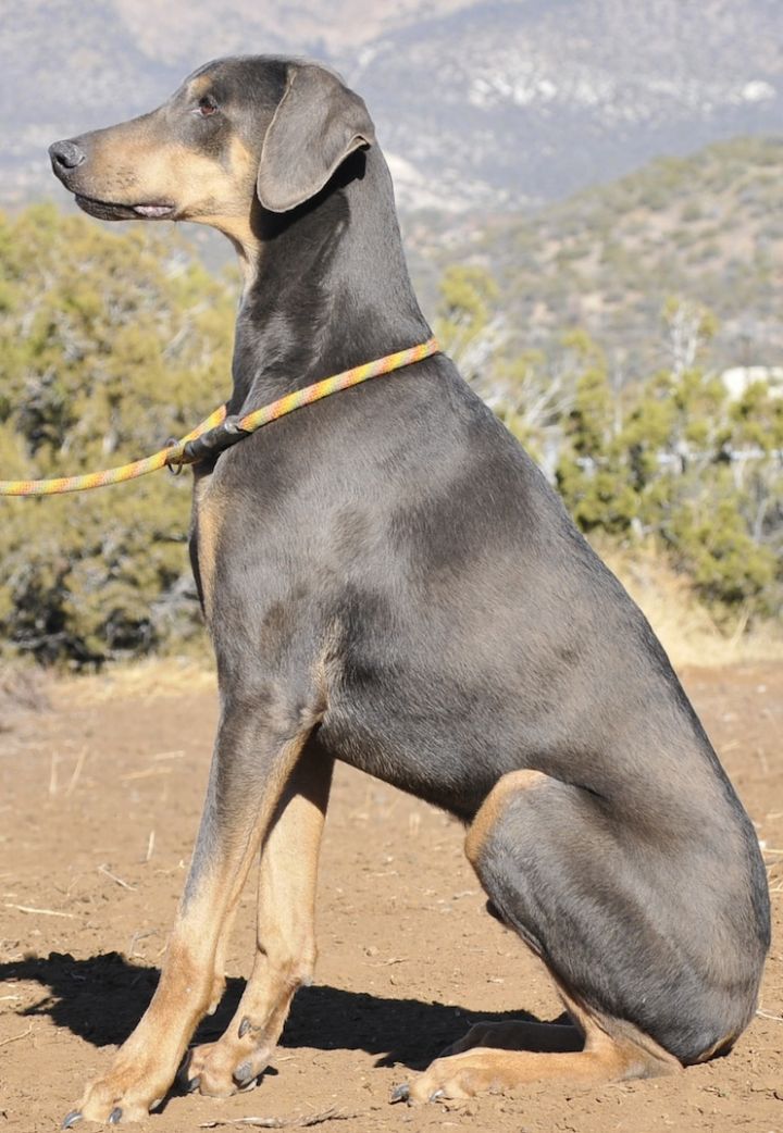 Grainger, an adoptable Doberman Pinscher in Tehachapi, CA_image-2