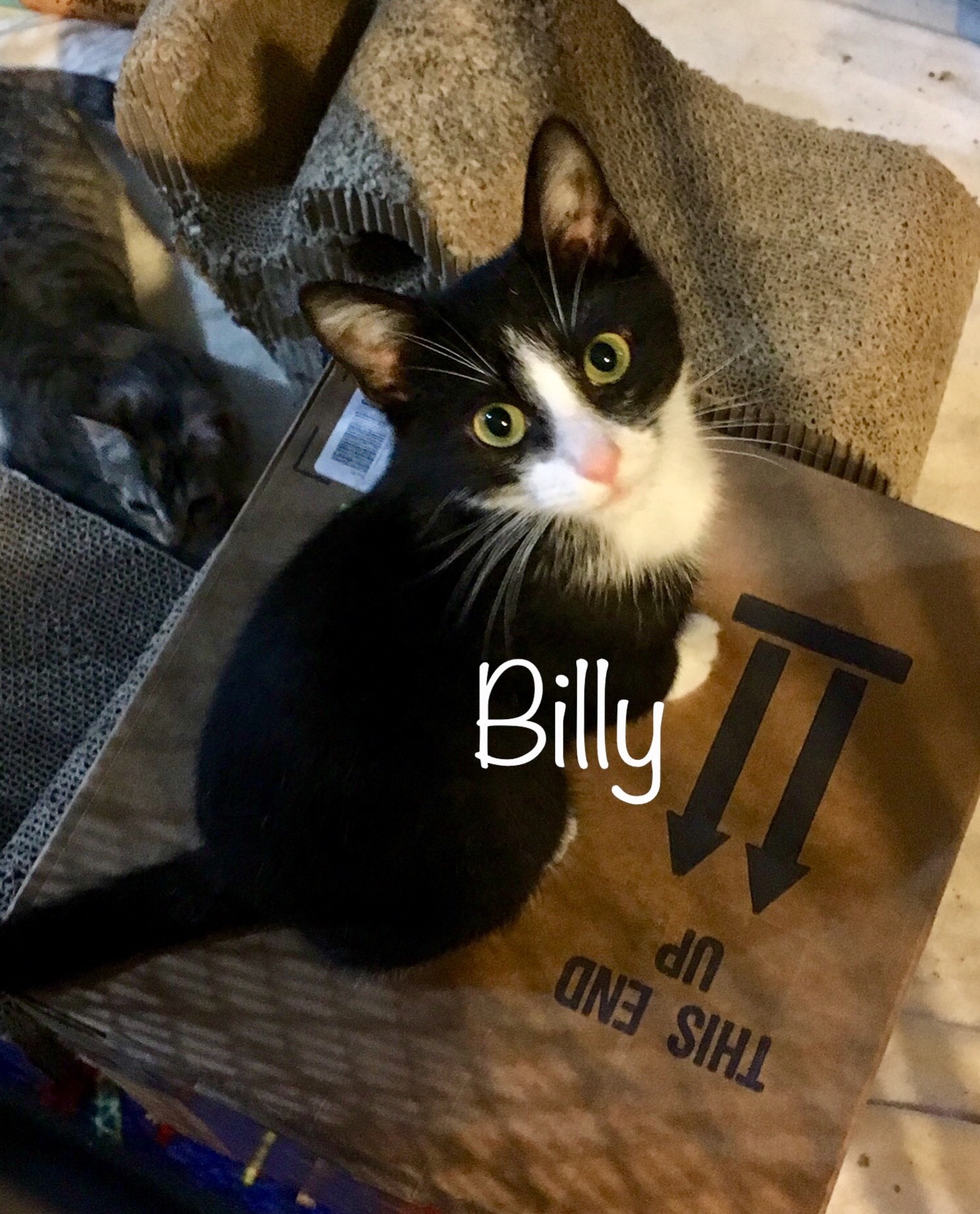 Billy, an adoptable Tuxedo in Fairfield, OH, 45014 | Photo Image 2