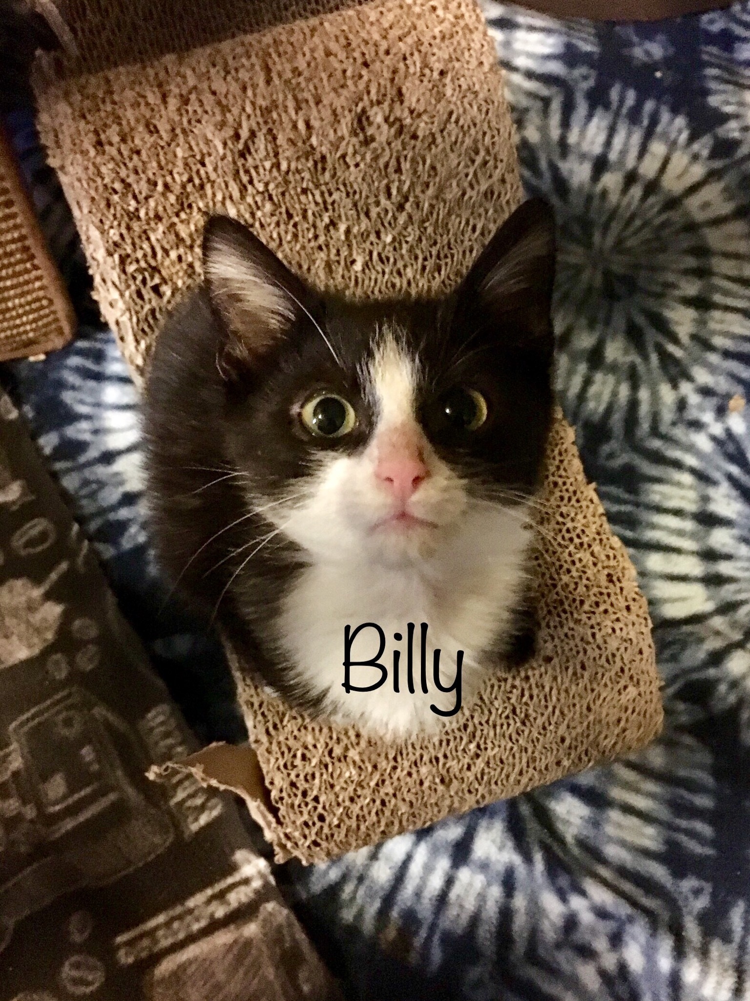 Billy, an adoptable Tuxedo in Fairfield, OH, 45014 | Photo Image 3
