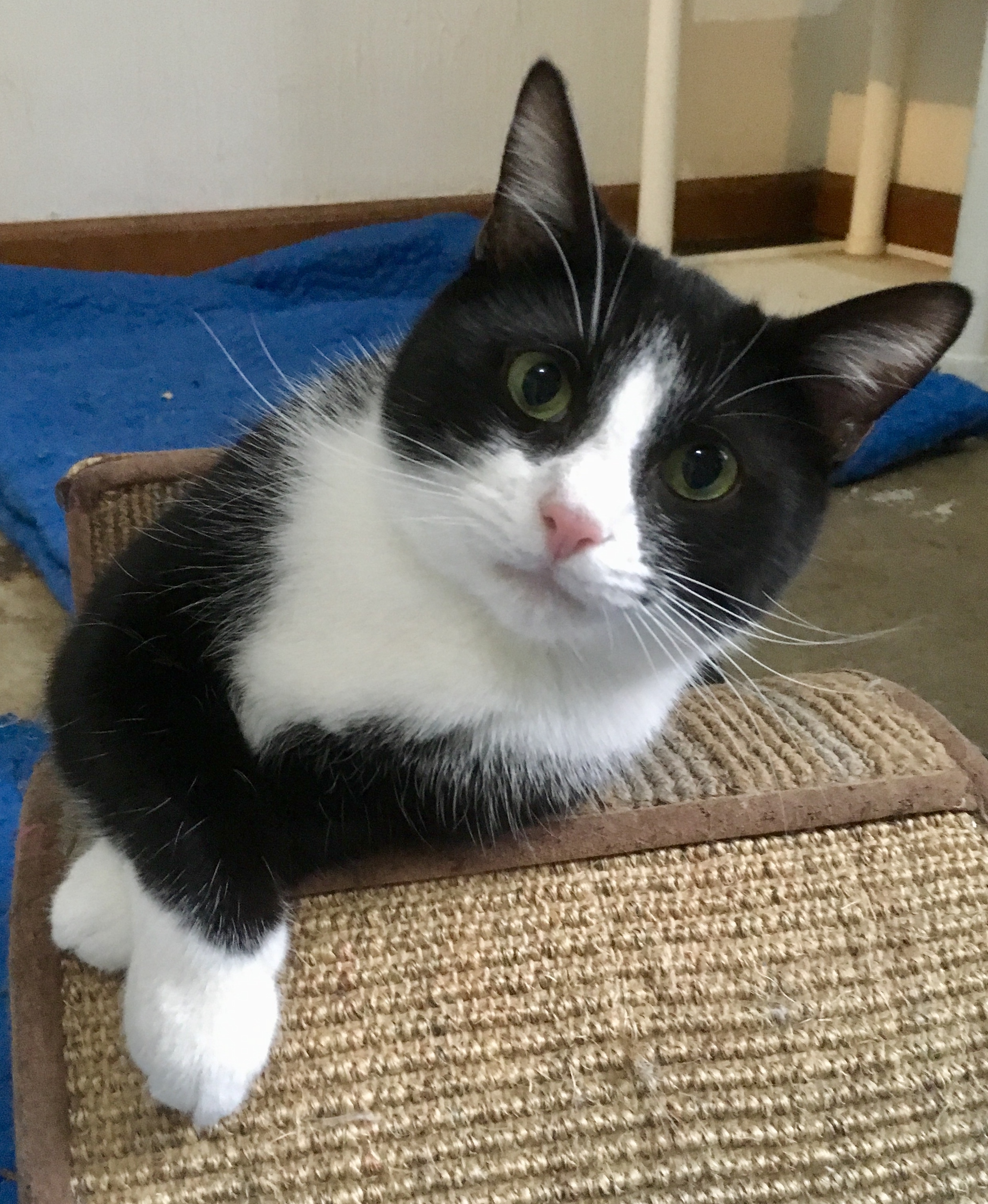Billy, an adoptable Tuxedo in Fairfield, OH, 45014 | Photo Image 1
