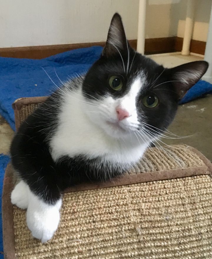 Billy, an adoptable Tuxedo in Fairfield, OH_image-1