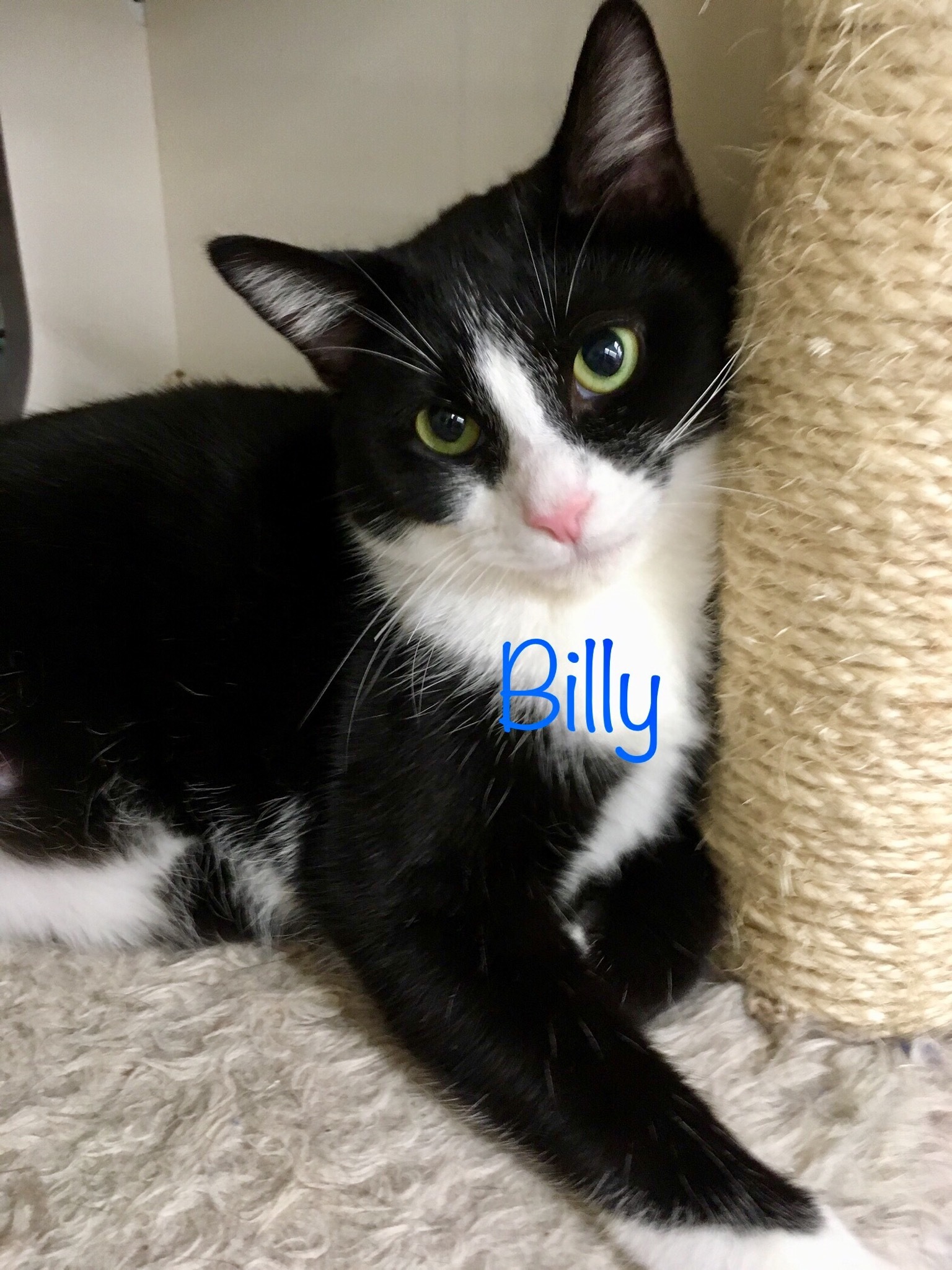 Billy, an adoptable Tuxedo in Fairfield, OH, 45014 | Photo Image 5
