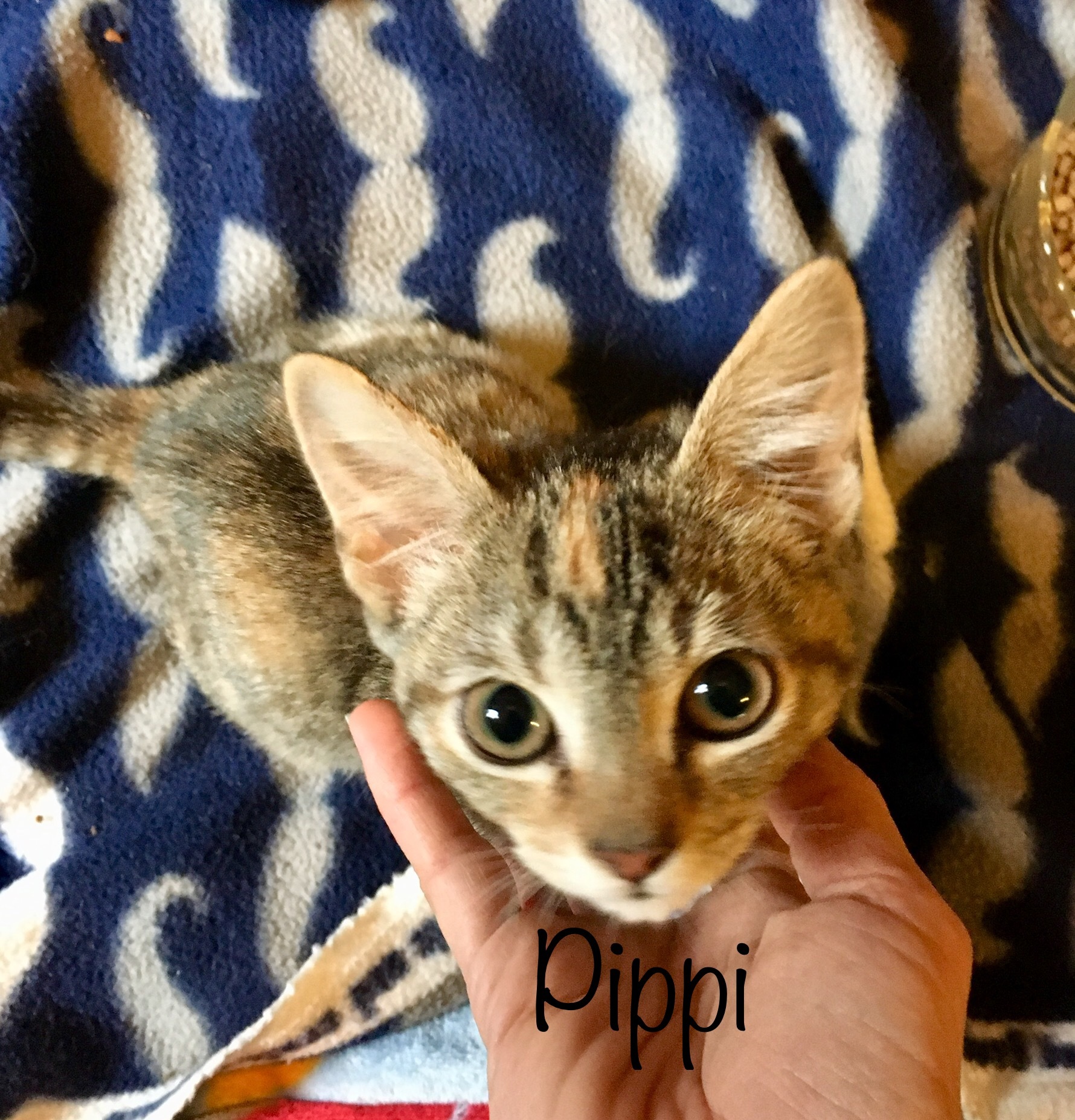 Pippi, an adoptable Tabby in Fairfield, OH, 45014 | Photo Image 2