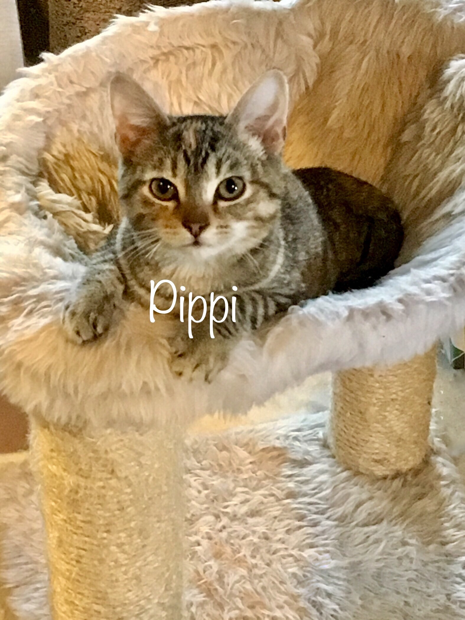Pippi, an adoptable Tabby in Fairfield, OH, 45014 | Photo Image 3