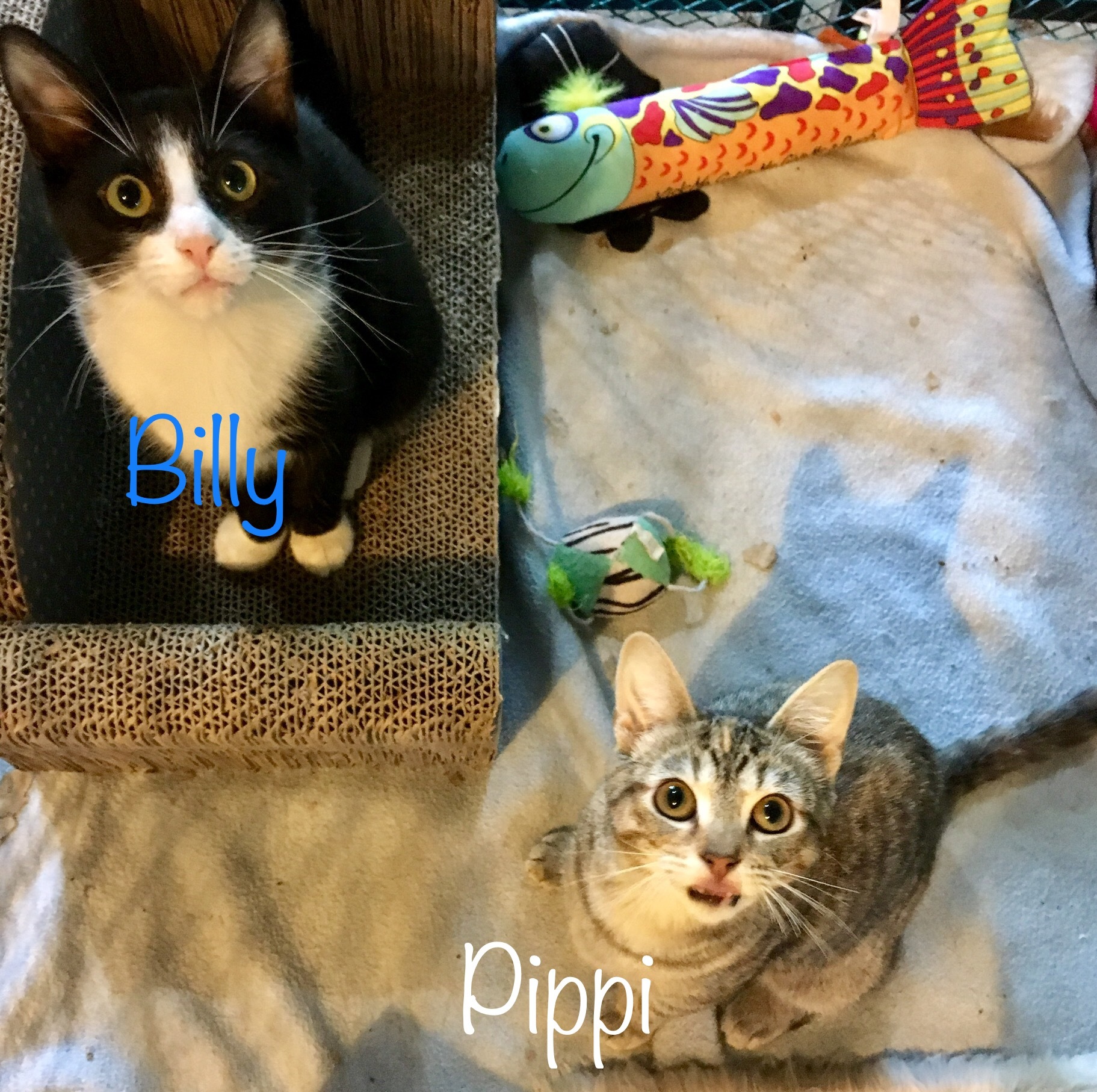 Pippi, an adoptable Tabby in Fairfield, OH, 45014 | Photo Image 4