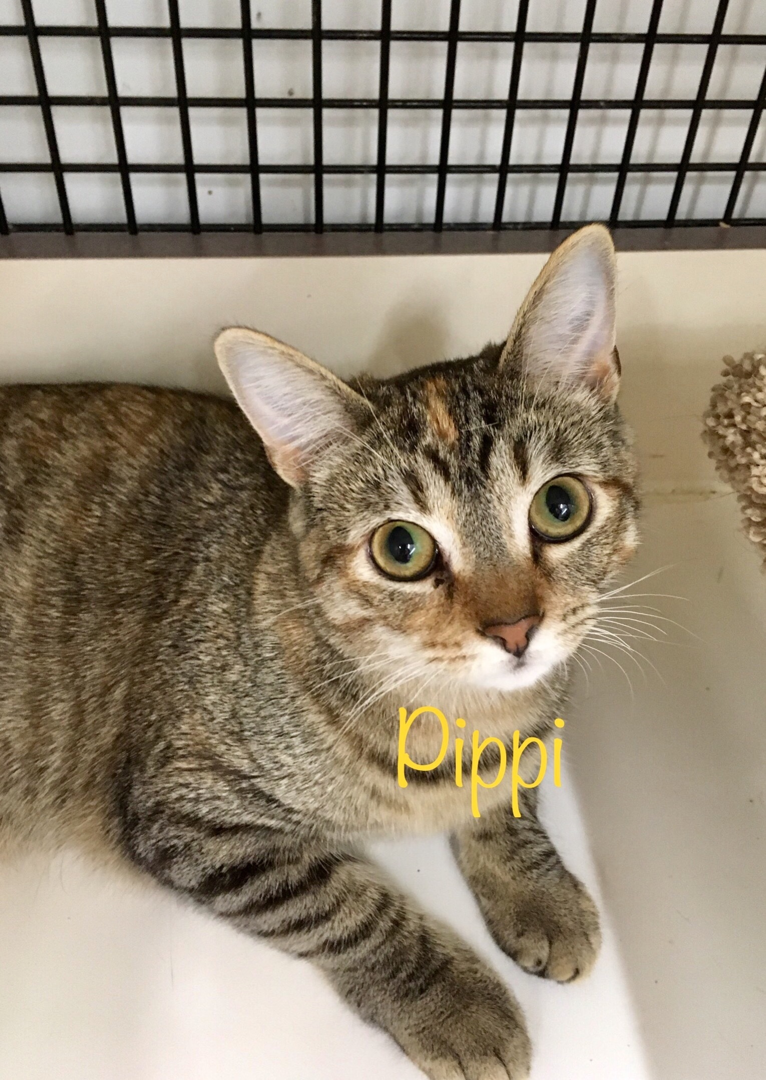 Pippi, an adoptable Tabby in Fairfield, OH, 45014 | Photo Image 5