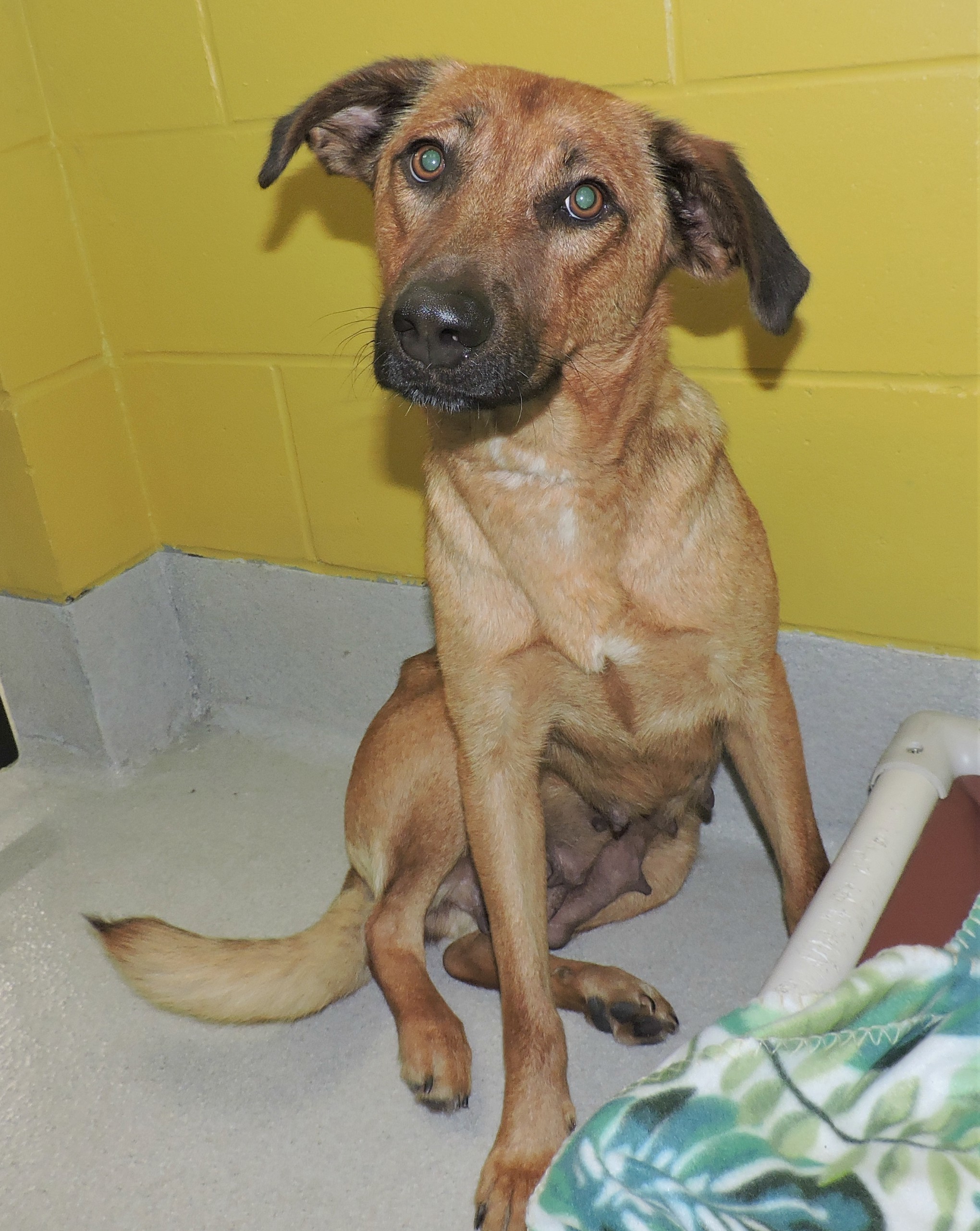 Essy, an adoptable German Shepherd Dog in Phenix City, AL, 36867 | Photo Image 1