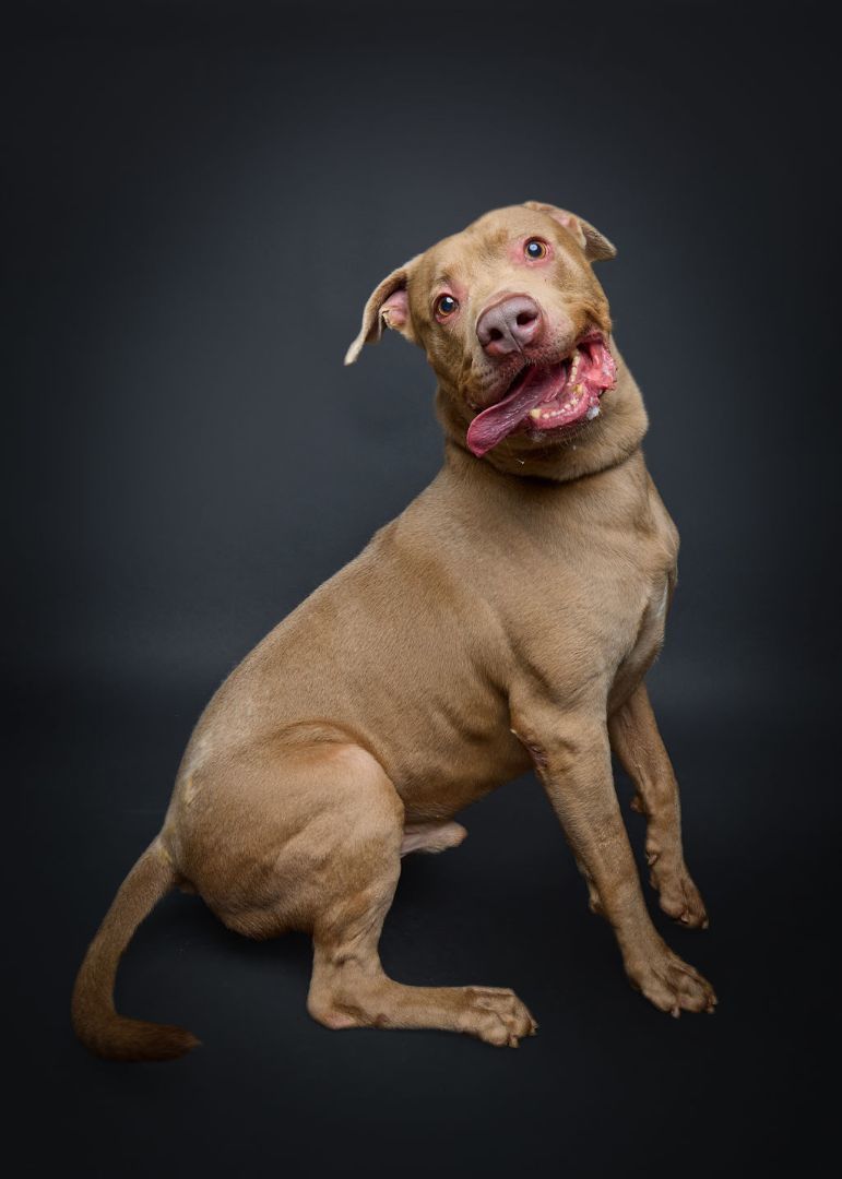 Louis*  A151076, an adoptable Pit Bull Terrier in Plano, TX, 75093 | Photo Image 1