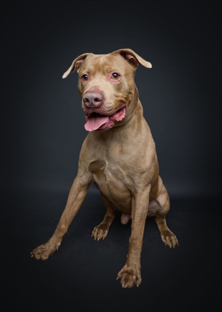 Louis*  A151076, an adoptable Pit Bull Terrier in Plano, TX, 75093 | Photo Image 2
