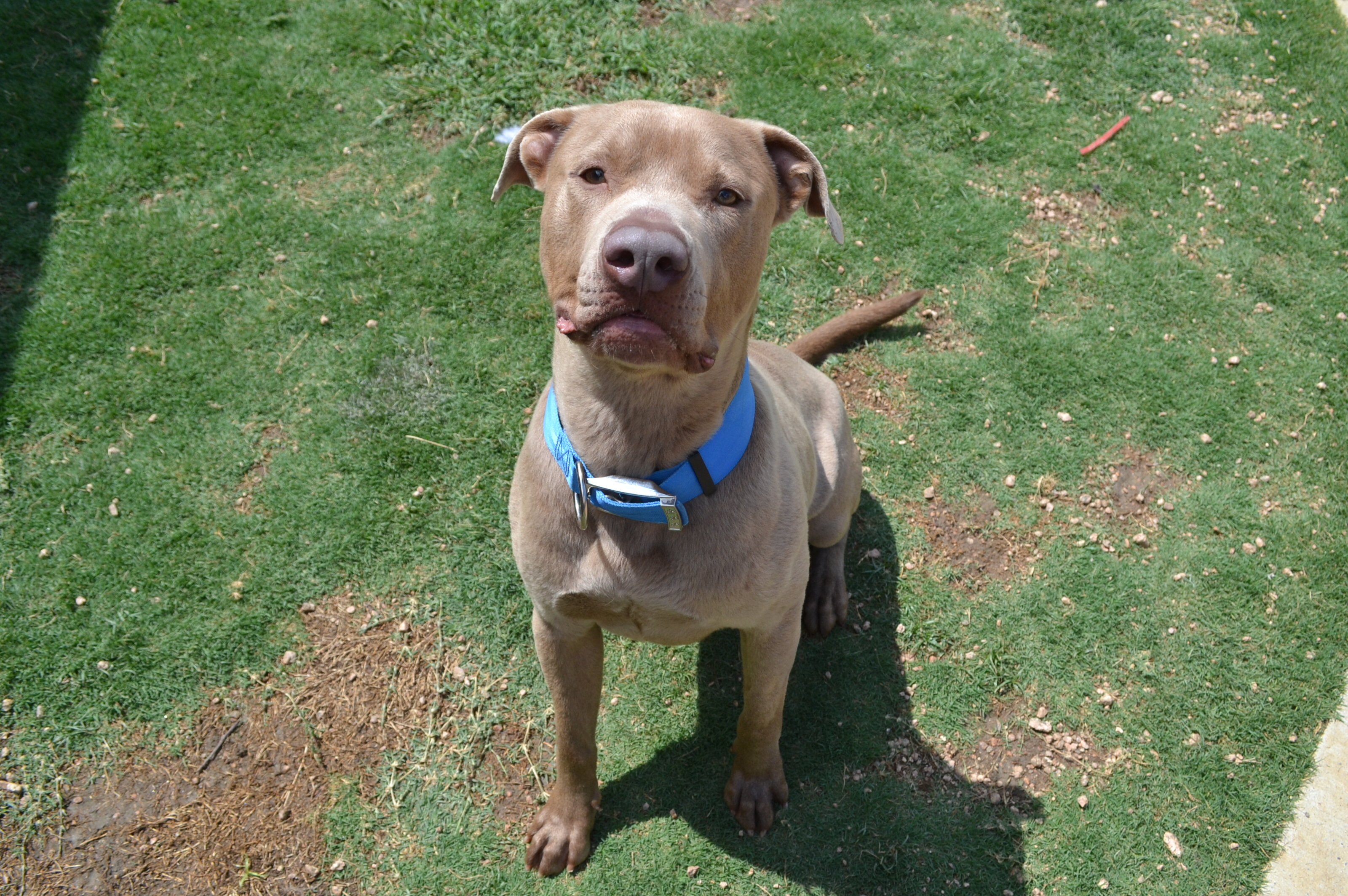 Louis*  A151076, an adoptable Pit Bull Terrier in Plano, TX, 75093 | Photo Image 3