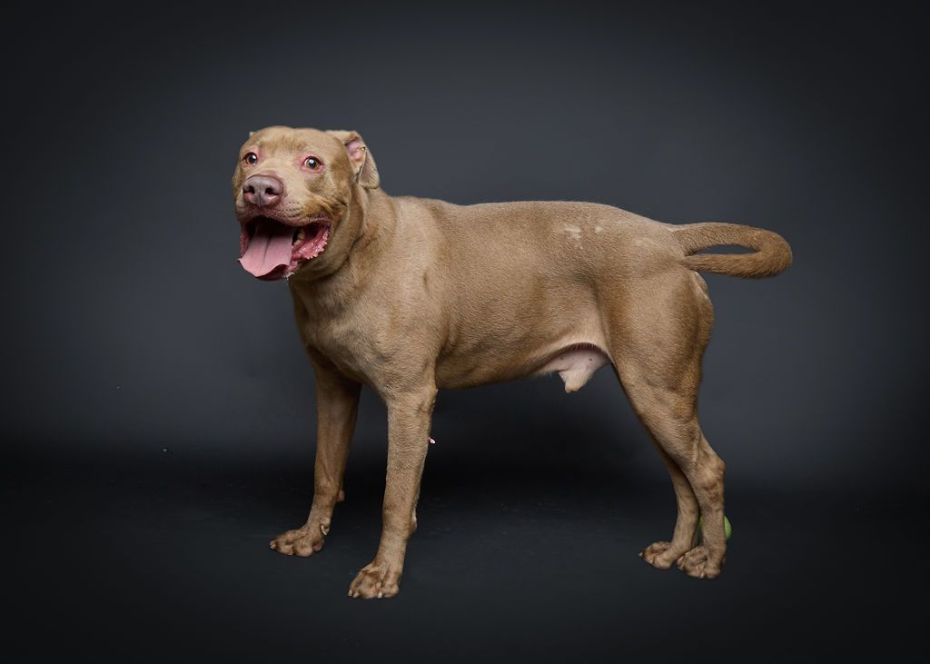 Louis*  A151076, an adoptable Pit Bull Terrier in Plano, TX, 75093 | Photo Image 4