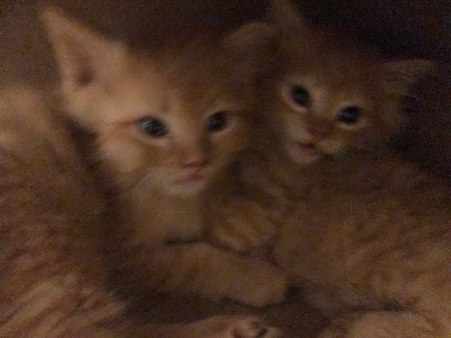 Bunches of Kittens 6