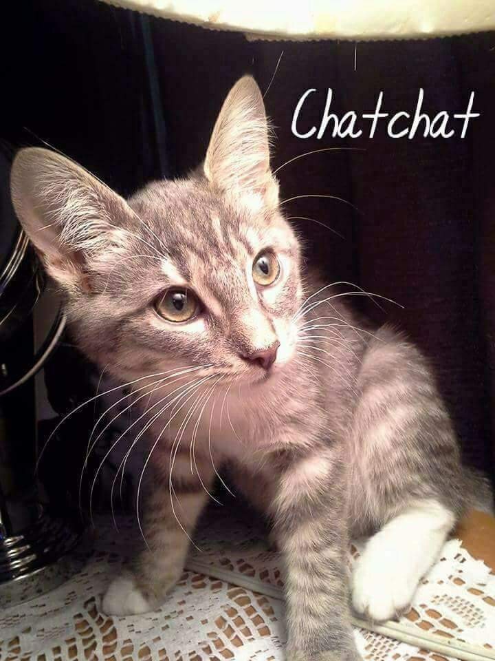Chat chat, an adoptable Domestic Short Hair in Chateauguay, QC, J6J 5P4 | Photo Image 3
