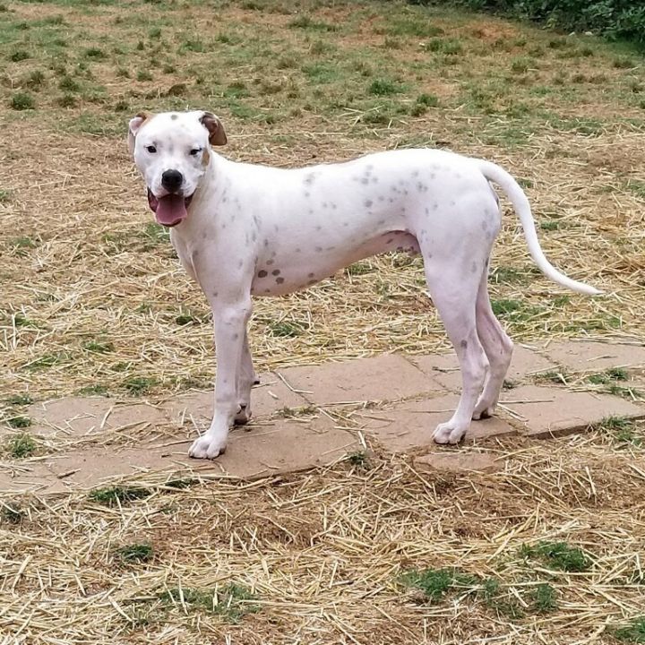 American sales bulldog pointer