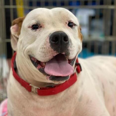 Cedric, an adoptable Pointer, American Bulldog in Peachtree City, GA, 30269 | Photo Image 2