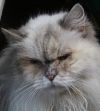 petfinder ragdoll