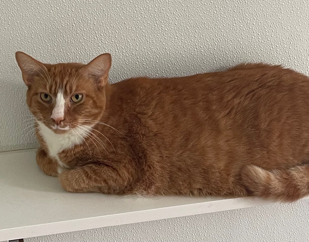 Sox, an adoptable Domestic Short Hair in Greensburg, PA, 15601 | Photo Image 2