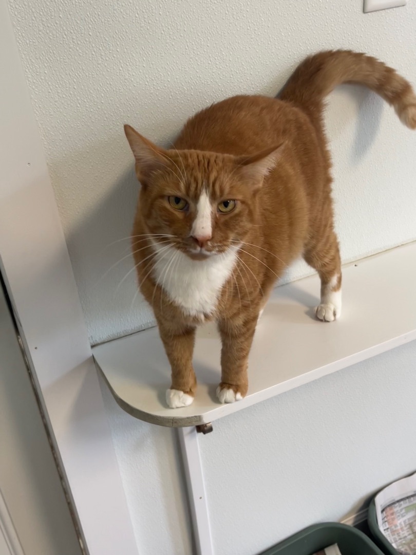 Sox, an adoptable Domestic Short Hair in Greensburg, PA, 15601 | Photo Image 3