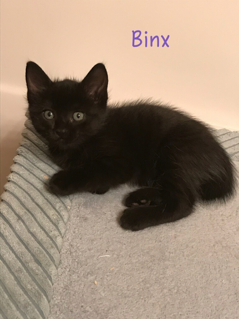Binx detail page