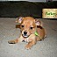Parker, an adoptable Chihuahua & Dachshund Mix in Phoenix, AZ_image-1
