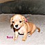Remi, an adoptable Chihuahua & Dachshund Mix in Phoenix, AZ_image-1