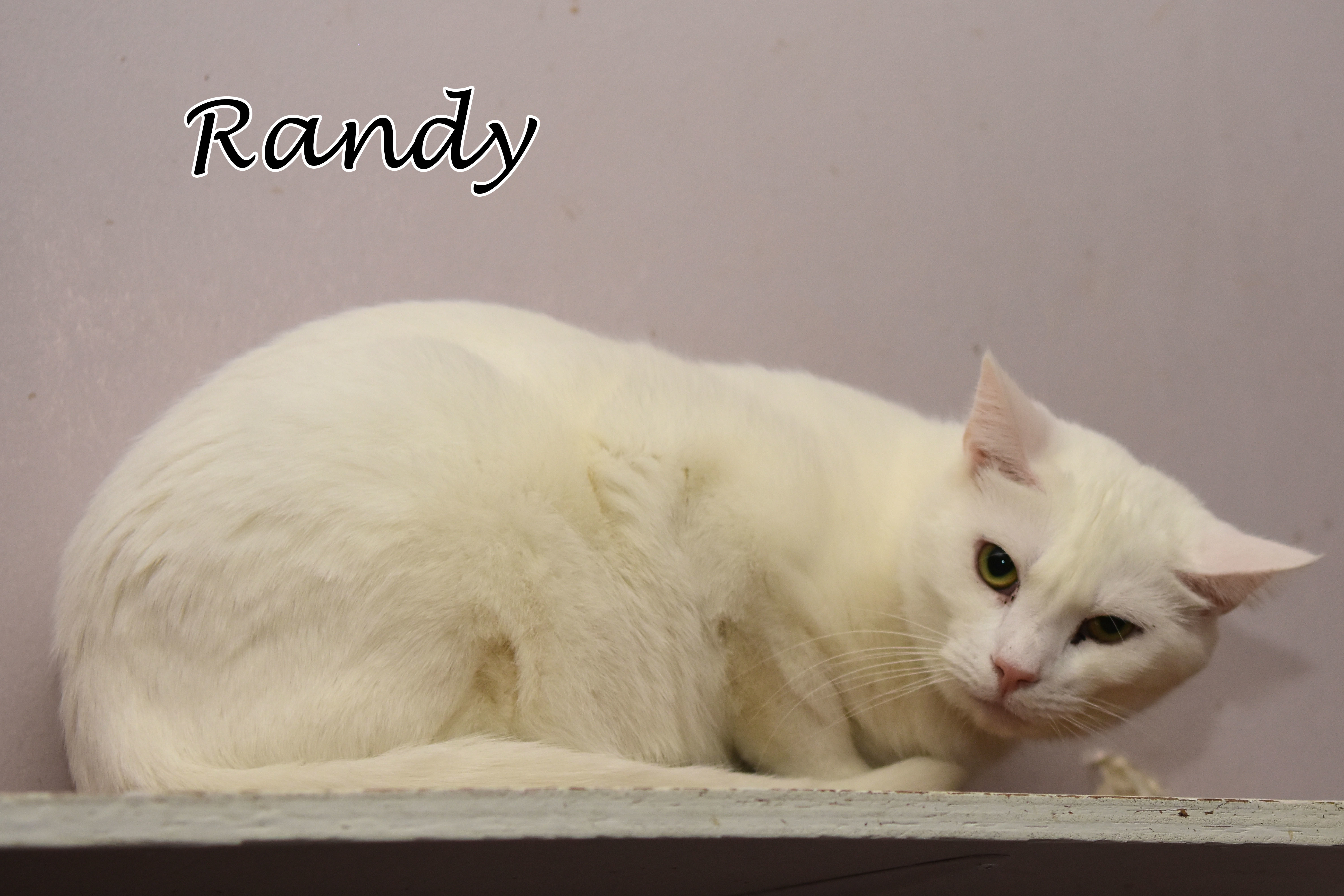Randy, an adoptable Domestic Short Hair in Little Falls, NY, 13365 | Photo Image 2