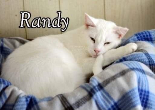 Randy, an adoptable Domestic Short Hair in Little Falls, NY, 13365 | Photo Image 3