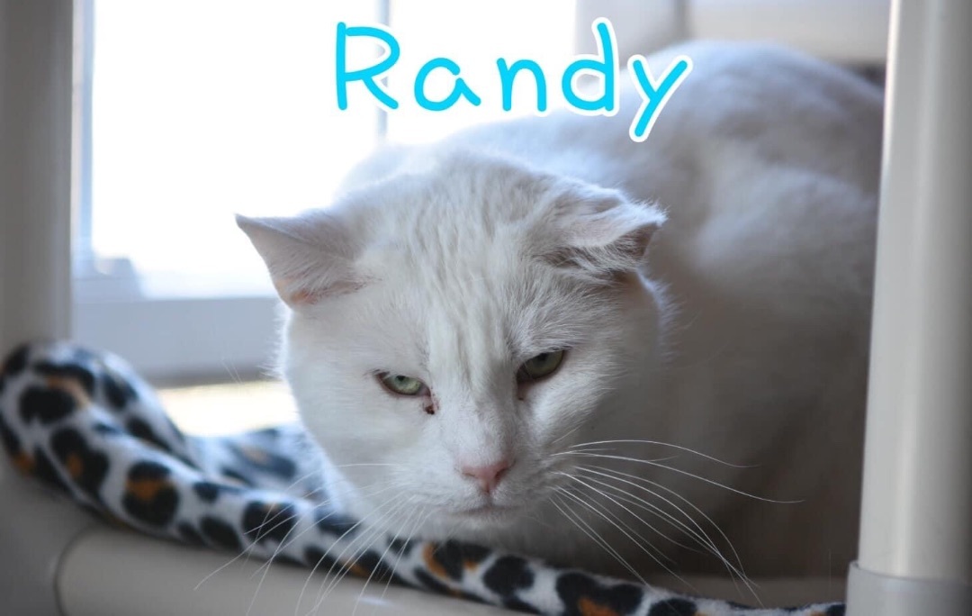 Randy detail page
