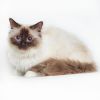 petfinder ragdoll