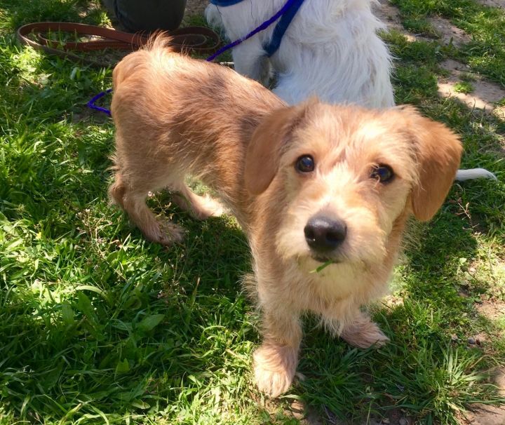 Oscar, an adopted Wirehaired Terrier & Dachshund Mix in Petaluma, CA_image-1