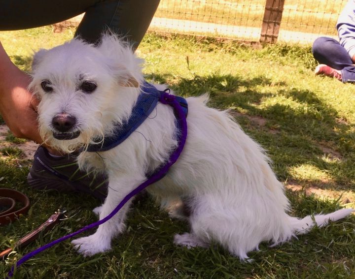 Felix, an adopted West Highland White Terrier / Westie Mix in Petaluma, CA_image-2