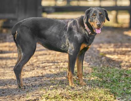 Luna, an adoptable Rottweiler in Hollywood, SC, 29449 | Photo Image 2