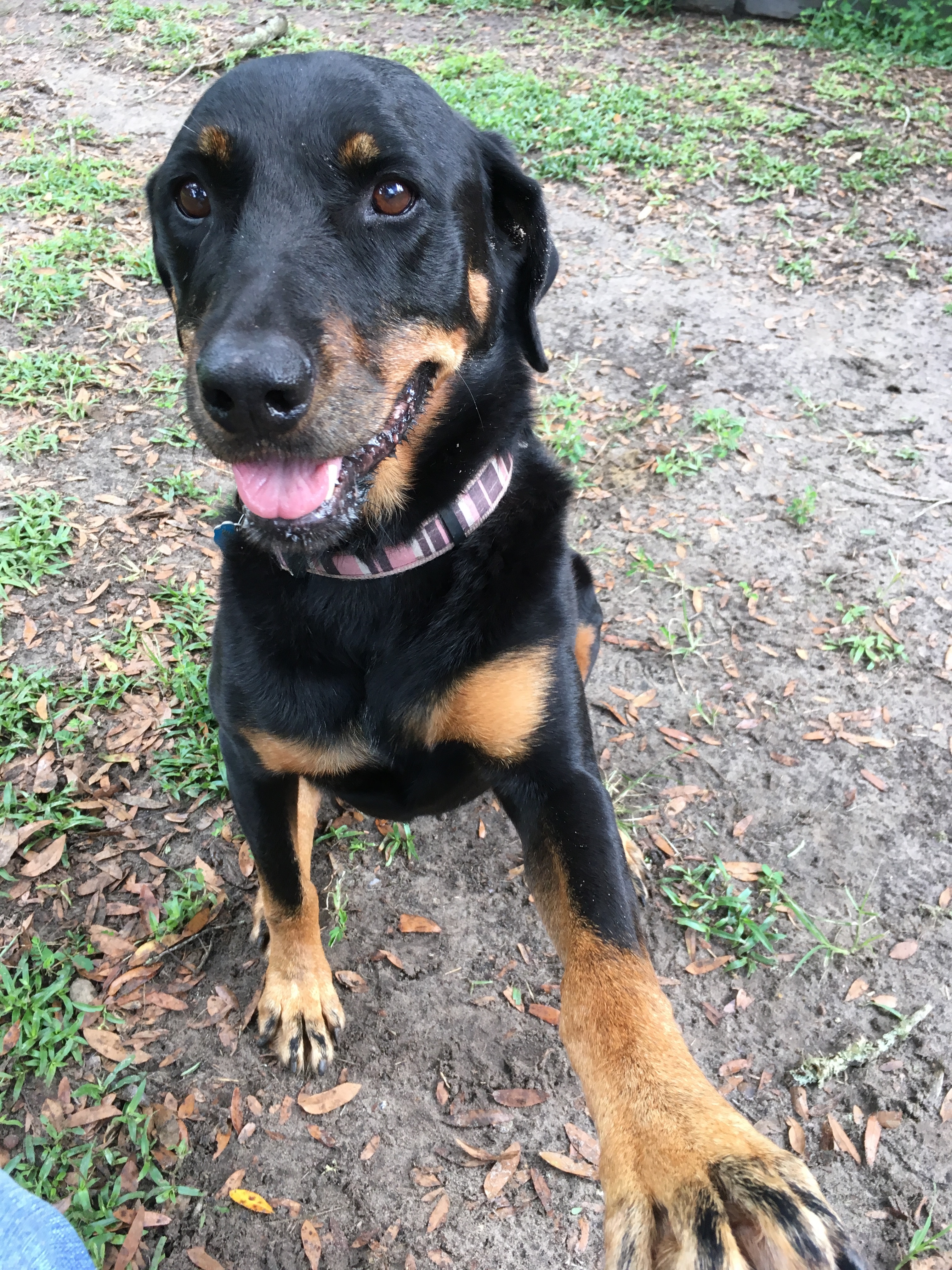 Luna, an adoptable Rottweiler in Hollywood, SC, 29449 | Photo Image 1