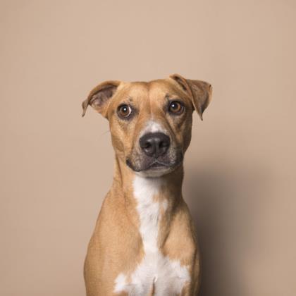 MJ/Mary Jane, an adoptable Hound in Hollywood, SC, 29449 | Photo Image 2