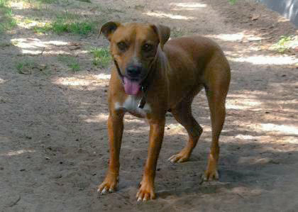 MJ/Mary Jane, an adoptable Hound Mix in Hollywood, SC_image-3