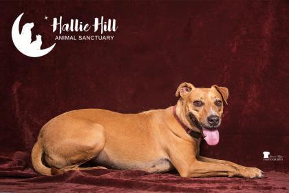 MJ/Mary Jane, an adoptable Hound in Hollywood, SC, 29449 | Photo Image 5