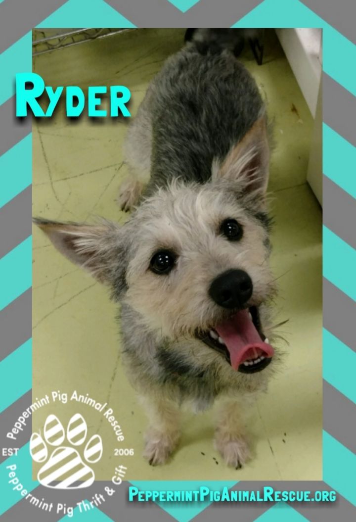 Ryder 3