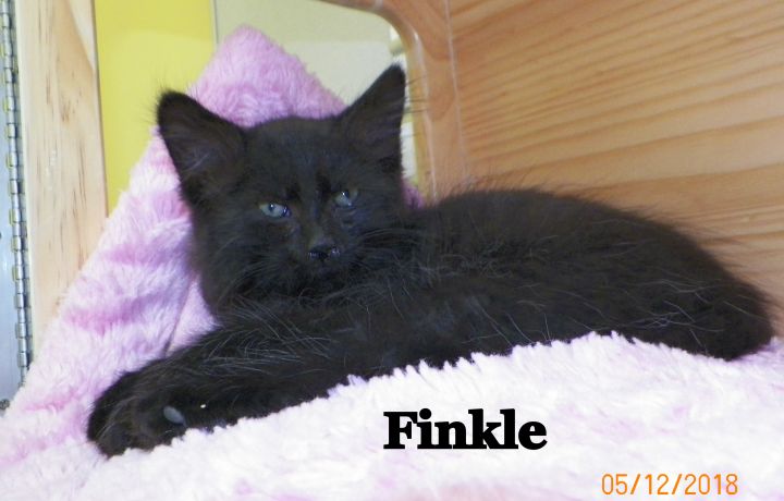 Finkle 1
