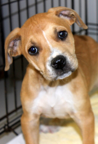 Meet Cowboy Now!, an adopted Terrier & Boxer Mix in Reston, VA_image-3