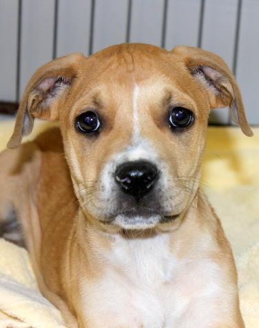 Meet Cowboy Now!, an adopted Terrier & Boxer Mix in Reston, VA_image-1