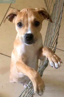 Meet Cowboy Now!, an adopted Terrier & Boxer Mix in Reston, VA_image-5