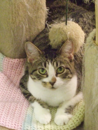AC Kitty, an adoptable Domestic Short Hair in Fort Lauderdale, FL_image-2