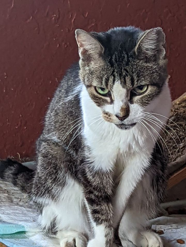 AC Kitty 1
