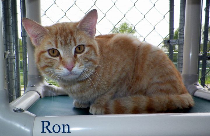 Ron 1