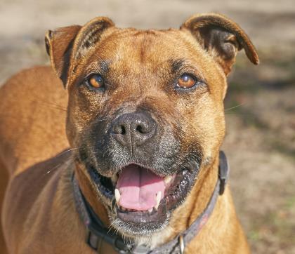 Rhonda, an adoptable American Staffordshire Terrier in Hollywood, SC, 29449 | Photo Image 1
