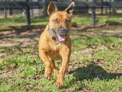 Rhonda, an adoptable American Staffordshire Terrier in Hollywood, SC, 29449 | Photo Image 2
